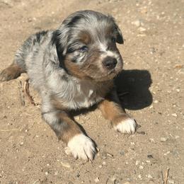 Australian Cattle Dog, Australian Shepherd, Companion Cross, and Miniature Australian Shepherd Puppies from MK Aussies