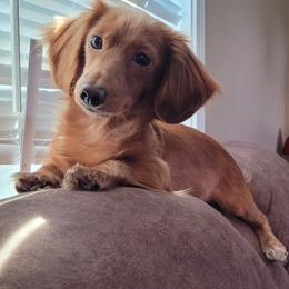 Honey - Dachshund