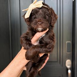 Trinity - Chocolate female Goldendoodle puppy in Van Alstyne, Texas from Forest Haven Doodle Co.
