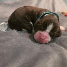 Mocha - Liver white and tan female English Springer Spaniel puppy in Cookeville, Tennessee from Krossroads Kennel