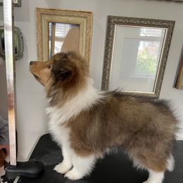 Shetland Sheepdog Puppies from Southern Charm Sheltie’s
