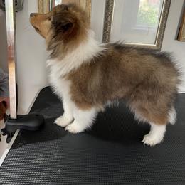 Shetland Sheepdog Puppies from Southern Charm Sheltie’s