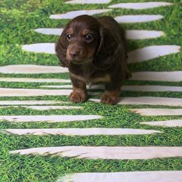 Peanut Butter Cup - Chocolate male Dachshund puppy in Huffman, Texas from Alex's Dachshunds