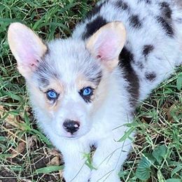 American Corgis and Pembroke Welsh Corgis from Blacketers Corgis