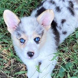 American Corgis and Pembroke Welsh Corgis from Blacketers Corgis