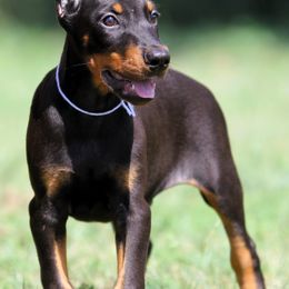 Naemion - Black and rust male Doberman Pinscher puppy in Rockwall, Texas from Elitehaus