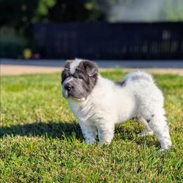 Zoloft - Blue male Chinese Shar-Pei puppy in Clarksville, Tennessee from Wrinkle Bum Shar-Pei