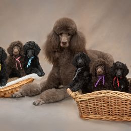 Poodle Puppies from Piccolo's Poodles