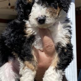Aussiedoodle, Goldendoodle, and Sheepadoodle Puppies from The Yuppy Puppy Doodle Company