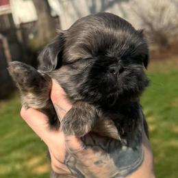 Juliet - Blue female Shih Tzu puppy in Lancaster, Ohio from Wandering Tzu