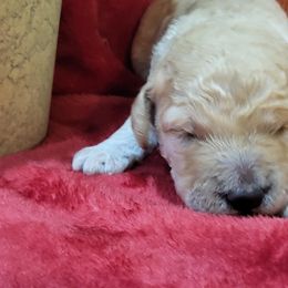 Poodle Puppies from Ma-n-Pawz