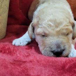 Poodle Puppies from Ma-n-Pawz