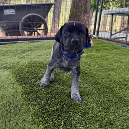Hawthorne - Black roan male German Shorthaired Pointer puppy in Penn Valley, California from Finnan's Ranch German Shorthaired Pointers
