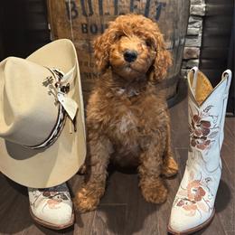 Dolly (Parton) - Red  female Goldendoodle puppy in Eagleville, Tennessee from Nash Doodles