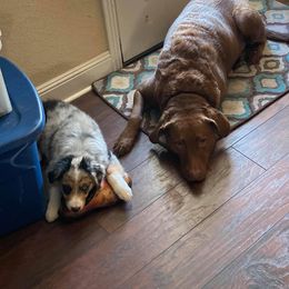 Australian Shepherd Puppies from Sweets' Cattle Co and Australian Shepherds