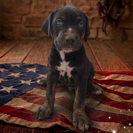 Girl 5 - female Catahoula Leopard Dog puppy in Greenwood, Delaware from OpenGate Catahoulas