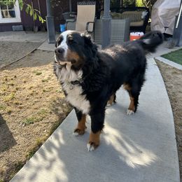 Bernese Mountain Dog puppies from Wendy Gendreau's -  Rivers Run Bernese Mountain Dogs