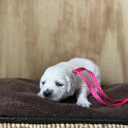 Miss Hot Pink - Light golden female Golden Retriever puppy in Patterson, California from Trusted Valley Retrievers