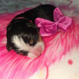 Margarita (pink girl) - Tri-color Bernese Mountain Dog puppy in Lecanto, Florida from DBDR Berners and Saints