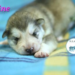 Elaine - Gray and white female Alaskan Malamute puppy in Kingston, Tennessee from North Shore Alaskan Malamutes