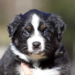 Spirit - Black tri-color female Australian Shepherd puppy in Springville, Alabama from Cross Creek Aussies
