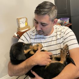 Beauceron Puppies from Trésor de Beauté Beaucerons