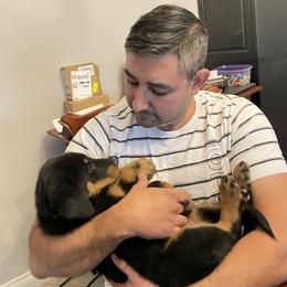 Beauceron Puppies from Trésor de Beauté Beaucerons