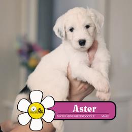 Aster - Black and white male Sheepadoodle puppy in Cleveland, Tennessee from Narrow Path Old English & Sheepadoodles