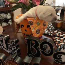 Golden Retriever Puppies from Tupelo Honey Farm's Golden Retrievers