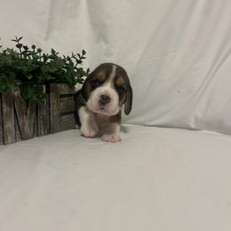 Girl 1 - White black and tan female Beagle puppy in Newman, California from Valley Beagles