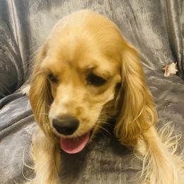 PresLee - Cocker Spaniel