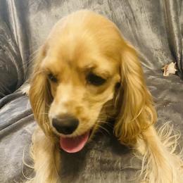 PresLee - Cocker Spaniel