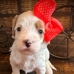 Snow White - Parti female Goldendoodle puppy in Bradenton, Florida from Christianna’s Mini Goldendoodles