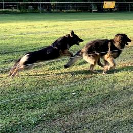 German Shepherd and Miniature American Shepherd Puppies from Bouchard’s Best Shepherds