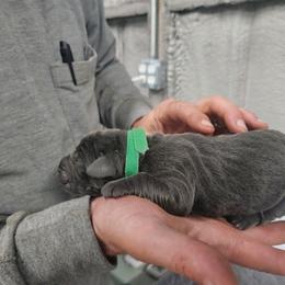 Green collar - Gray male Cane Corso puppy in Fritch, Texas from Carrie Brown's Cane Corsos