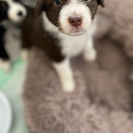 Australian Shepherd Puppies from Southern Sky Aussies