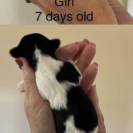 Girl - Black tan and white female Biewer Terrier puppy in Chester, South Carolina from Classic Biewers