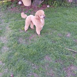 Flynn - Poodle