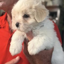 Dottie - White female Coton de Tulear puppy in Warrenton, Virginia from Four Lochs LLC