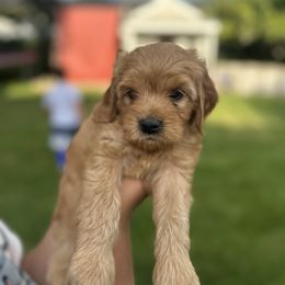 Hero - Cream male Assorted Doodle Crosses puppy in Smithfield, Utah from Golden Palms Puppies