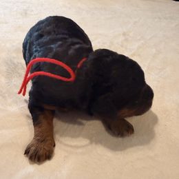 Cheer - Phantom female Goldendoodle puppy in Luana, Iowa from Country View Bernedoodles and Goldendoodles