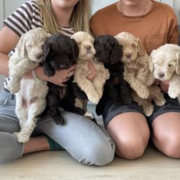Australian Labradoodle puppies from Utah Labradoodles
