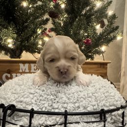 Lily - Brown female Cockapoo puppy in Paradise, Texas from 4W’s F2 Cockapoos