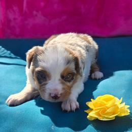 Rose - Red merle female Toy Australian Shepherd puppy in Forney, Texas from Texas Talent Toy Aussie's