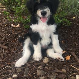 Bernedoodle Puppies from Sunset Family Farm