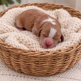 Cody - Red male Cavapoo puppy in Salt Lake City, Utah from SunnySide Mini Doodles