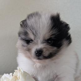 Silver - Blue merle female Pomeranian puppy in Sacramento, California from MirVit Happy Tails Puppies