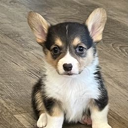 Pippin F1 - Black and tan female Pembroke Welsh Corgi puppy in Stockton, Iowa from Infinity Corgis