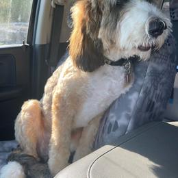 Ringo -F1b standard-neutered and trained - Tri-color Bernedoodle puppy in Branson West, Missouri from Ozark Acres LLC