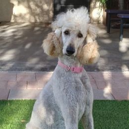 Bella - Poodle